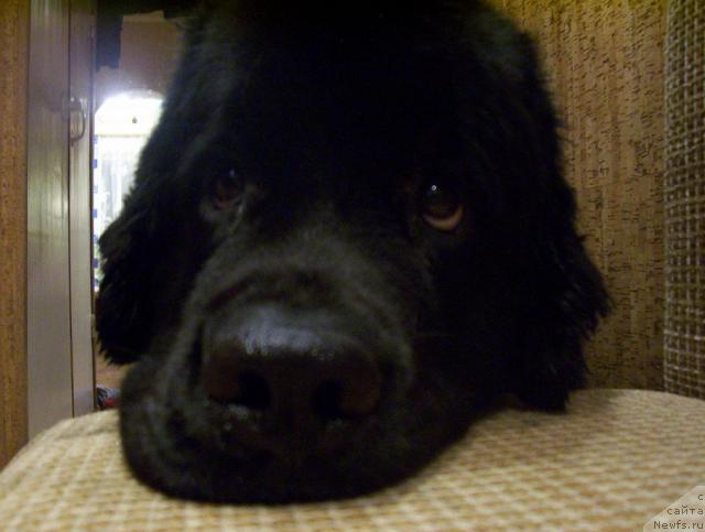 Фото: ньюфаундленд Ай Лав Рич (Ai Love Rich)