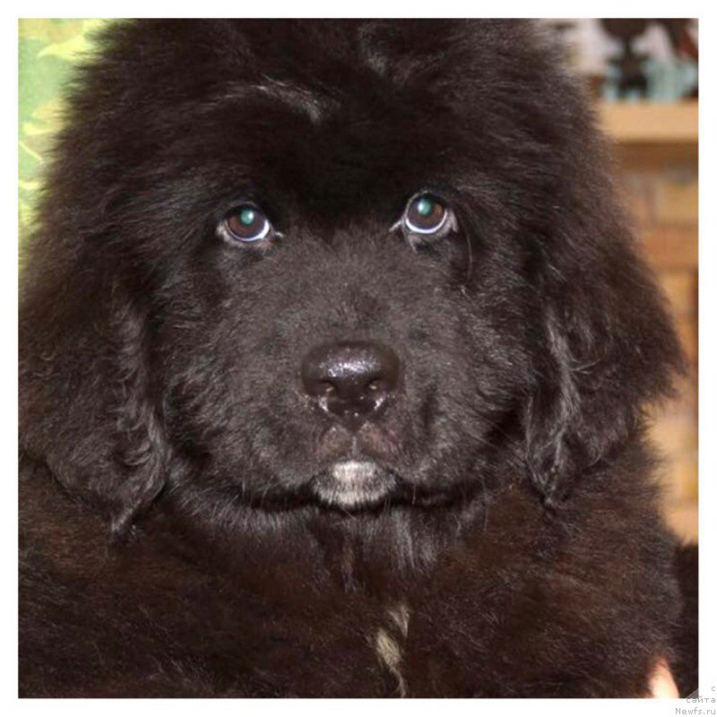 Фотография № 206131