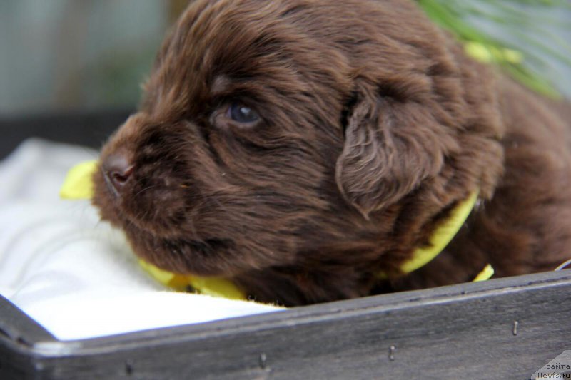 Фото: ньюфаундленд Ньюфорт Лапочка Дочка