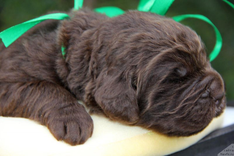 Фотография № 206148