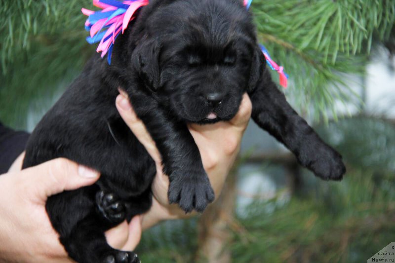 Фотография № 206150