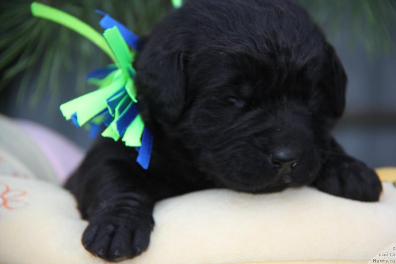 Фотография № 206155