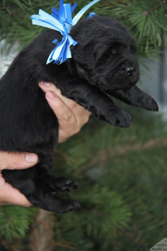 Фотография № 206156