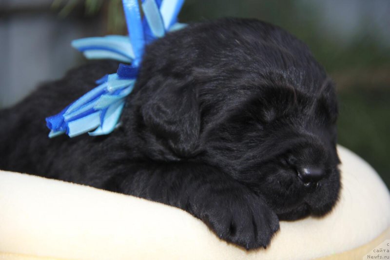 Фотография № 206157