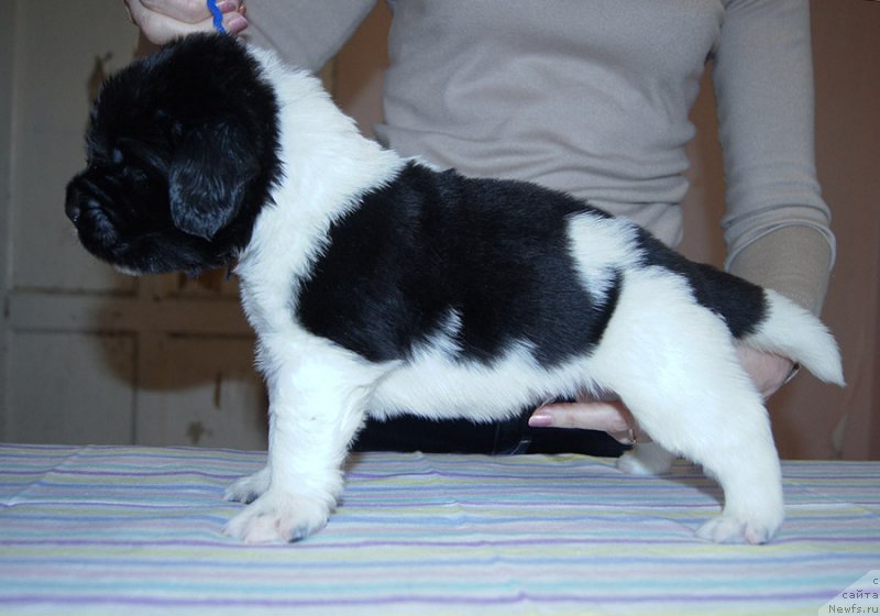 Фотография № 206160