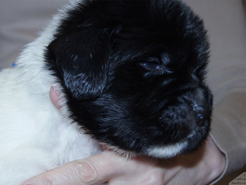 Фотография № 206161