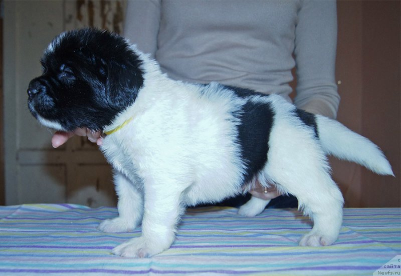 Фотография № 206162