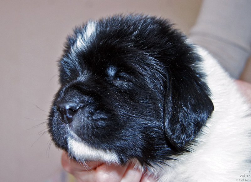 Фотография № 206163