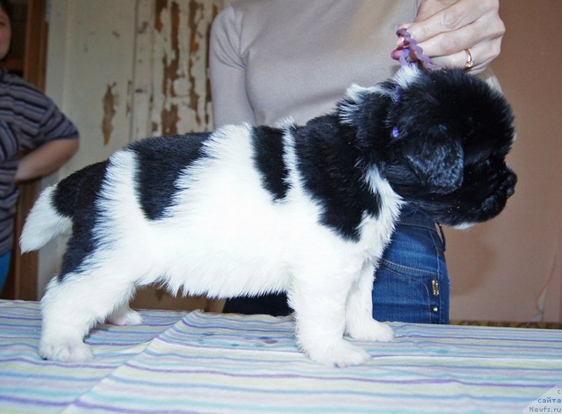 Фотография № 206164