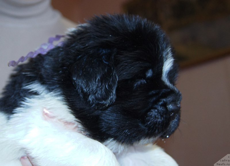 Фотография № 206165