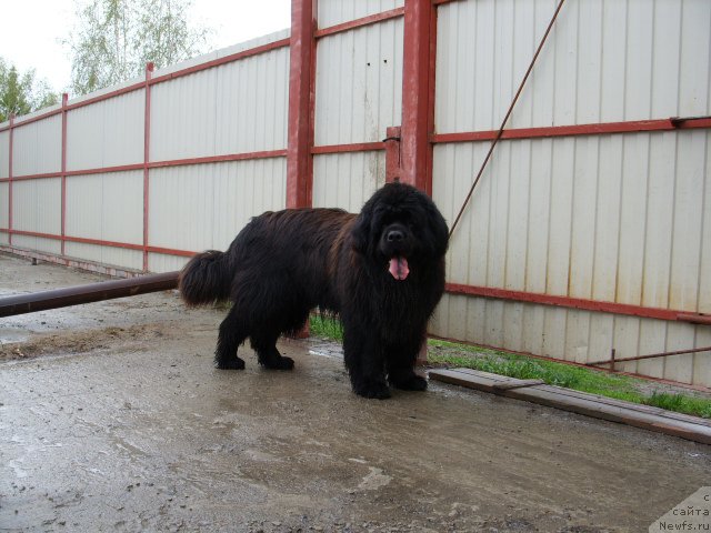 Фото: ньюфаундленд Кумир Сибири от Марлеон Дусвик