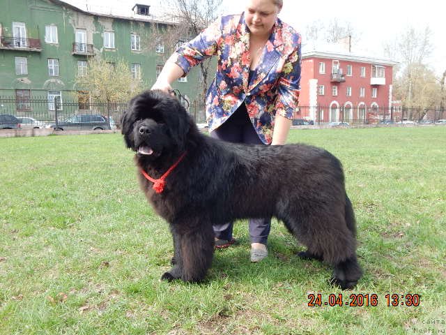 Фотография № 206179