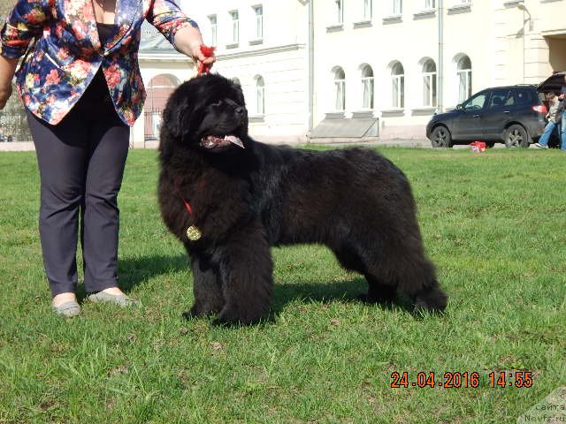 Фотография № 206181