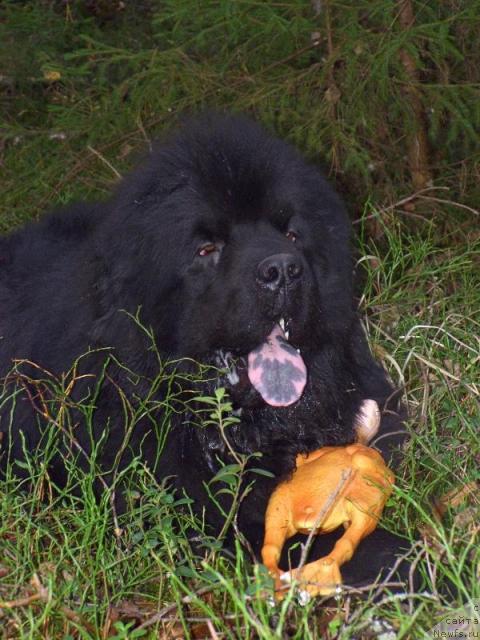 Фото: ньюфаундленд Анджел Викториус