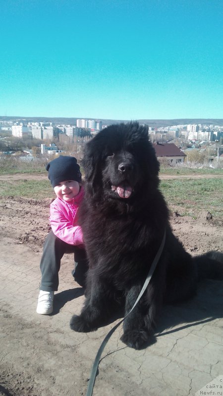 Фото: ньюфаундленд Черный Балу Евита Леона