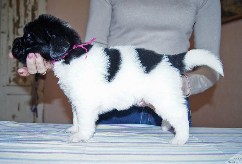 Фотография № 206191