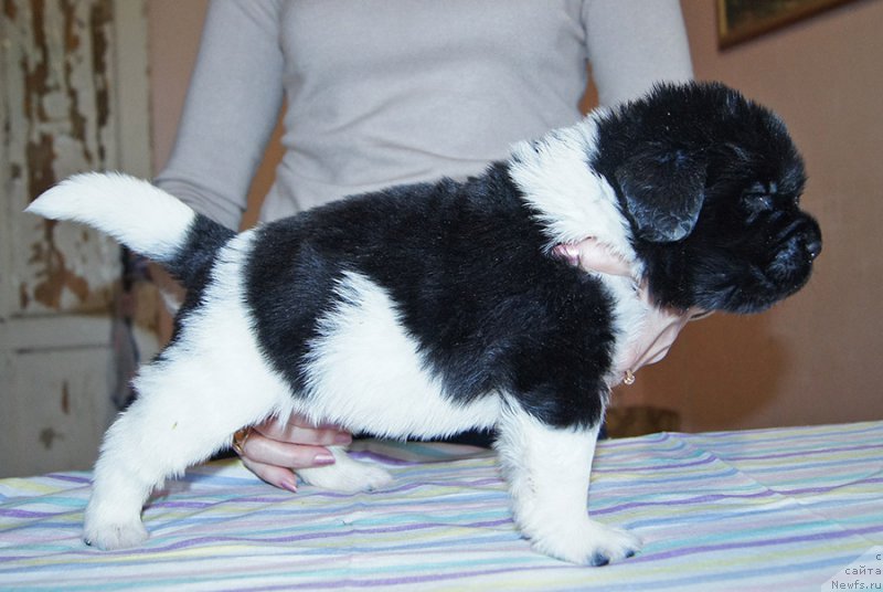 Фотография № 206193