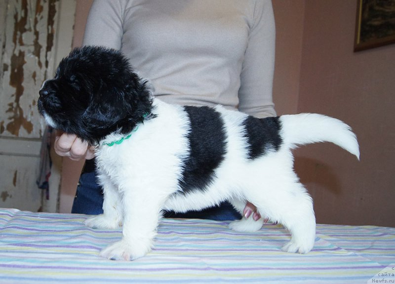 Фотография № 206197