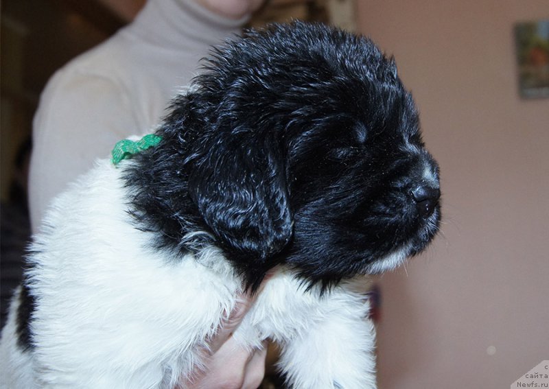 Фотография № 206198