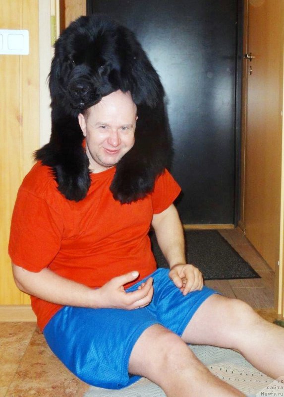 Фото: ньюфаундленд Браунблад МСК Жансая Шули (Brownblood MSK Zhansaya Shuli)