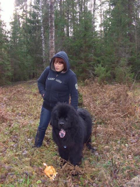 Фото: ньюфаундленд Анджел Викториус