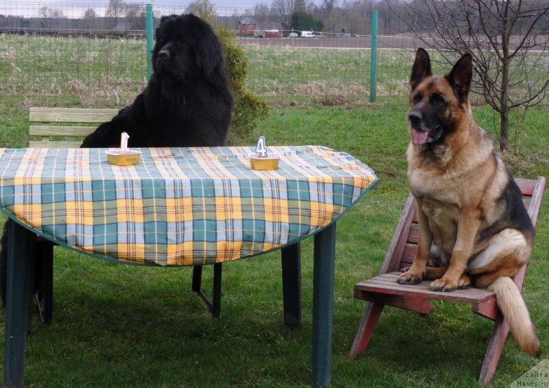 Фото: ньюфаундленд Браунблад МСК Жансая Шули (Brownblood MSK Zhansaya Shuli)