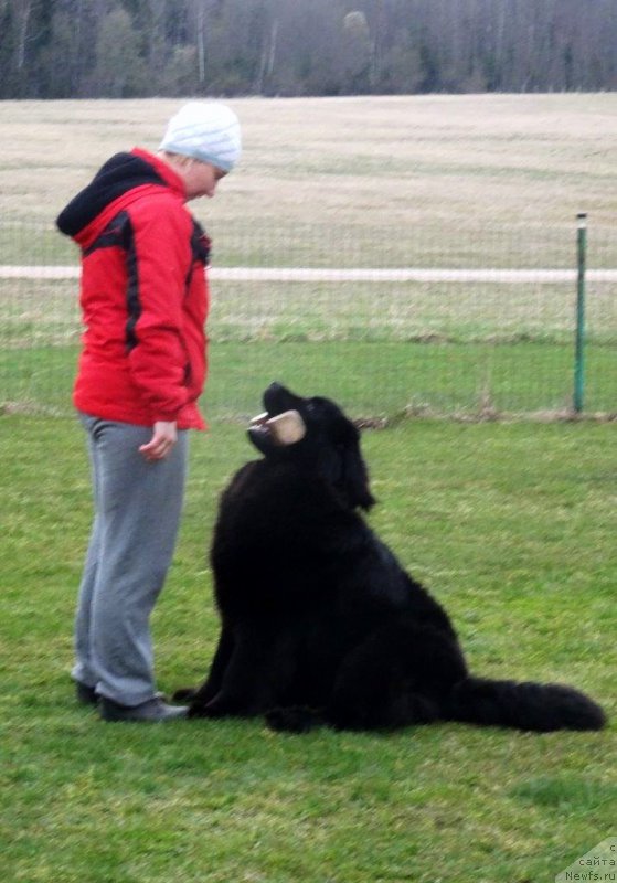 Фото: ньюфаундленд Браунблад МСК Жансая Шули (Brownblood MSK Zhansaya Shuli)