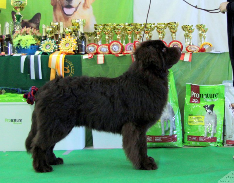 Фото: ньюфаундленд Альфа Дар Окса Виват