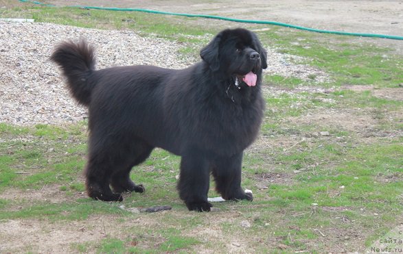 Фото: ньюфаундленд Матвей с Берега Дона (Matvey s Berega Dona)