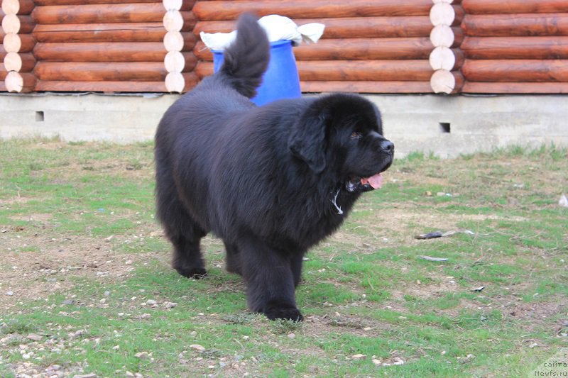 Фото: ньюфаундленд Матвей с Берега Дона (Matvey s Berega Dona)