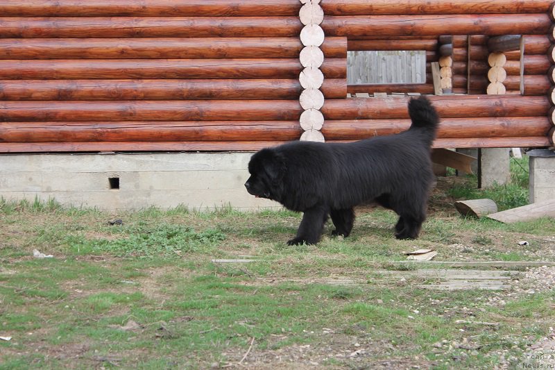 Фото: ньюфаундленд Матвей с Берега Дона (Matvey s Berega Dona)