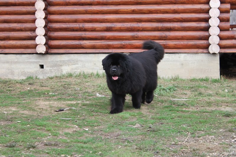 Фото: ньюфаундленд Матвей с Берега Дона (Matvey s Berega Dona)