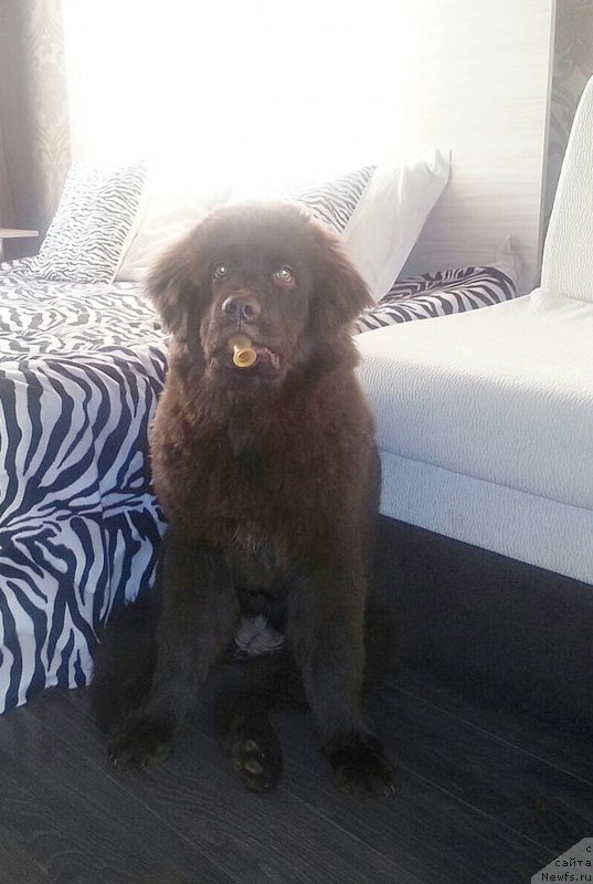 Фотография № 206216