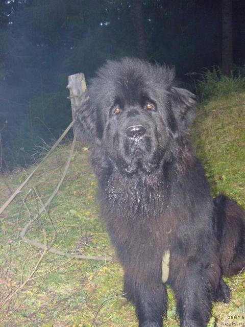 Фото: ньюфаундленд Акин Соул София