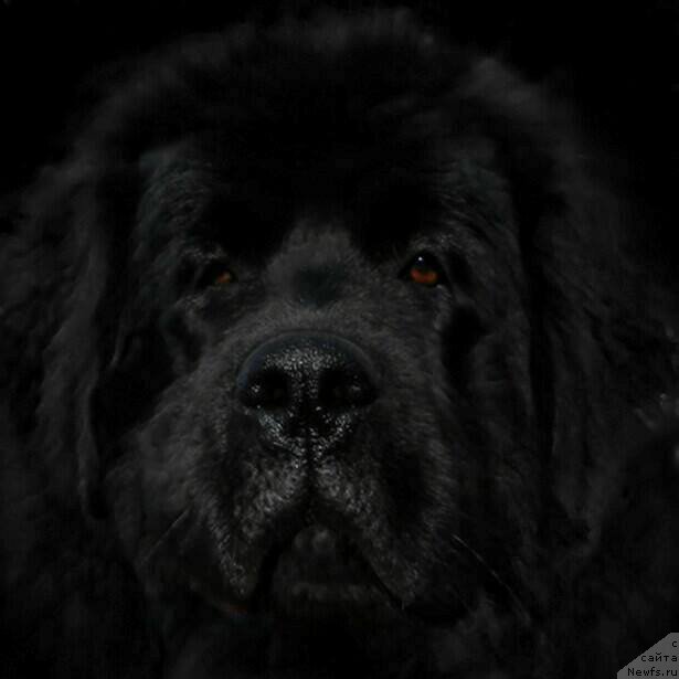 Фотография № 206229