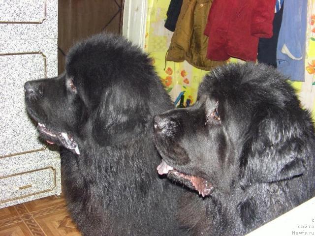 Фото: ньюфаундленд Акин Соул София, ньюфаундленд Анджел Викториус