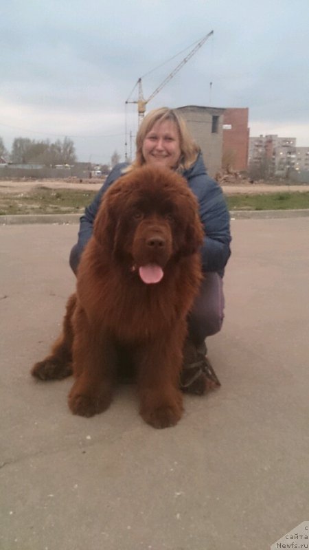 Фото: ньюфаундленд Ваше Благородие с Берега Дона (Vashe Blagorodie s Berega Dona), Наталья Климова