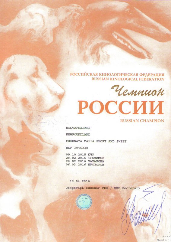 Фото: ньюфаундленд Черная Мафия Шорт анд Свеет (Chernaya Mafia Short and Sweet)