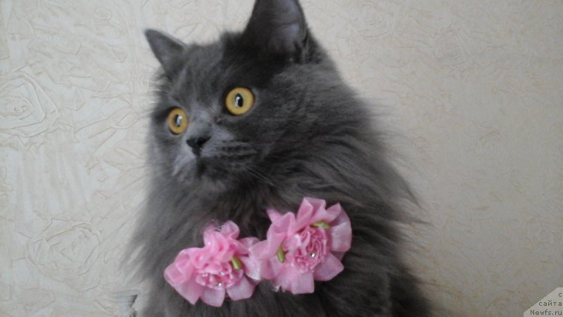 Фотография № 206235