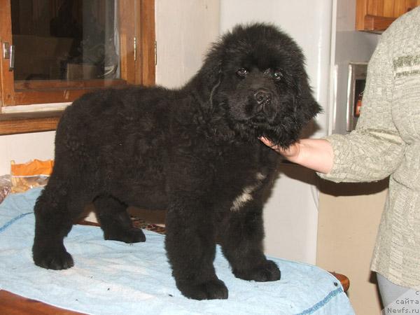 Фото: ньюфаундленд Плюшевая Панда Мистер Икс