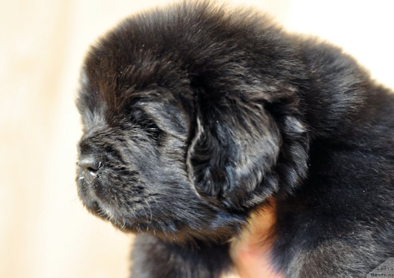 Фотография № 206246