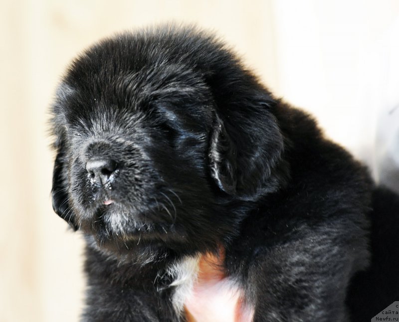 Фотография № 206247