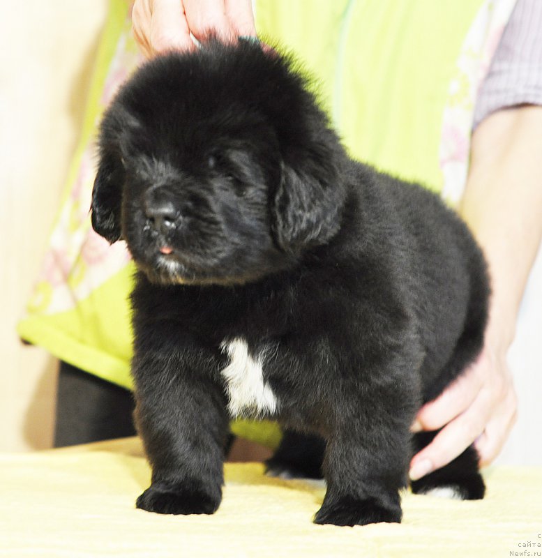 Фотография № 206248