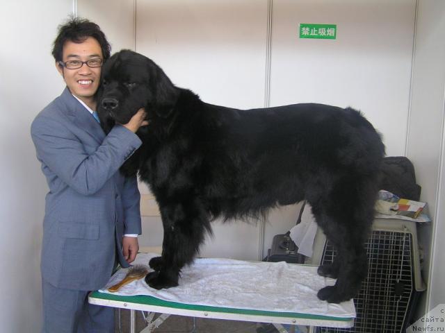 Фото: ньюфаундленд Сент Джонс Есенин (Sent Djons Esenin)