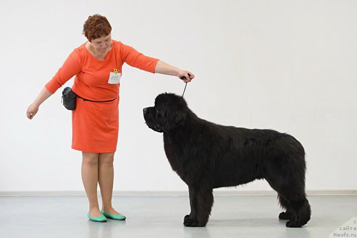 Фото: ньюфаундленд Ермак с Берега Дона (Ermak s Berega Dona)