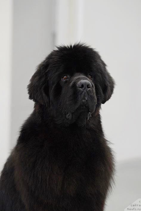 Фото: ньюфаундленд Ермак с Берега Дона (Ermak s Berega Dona)