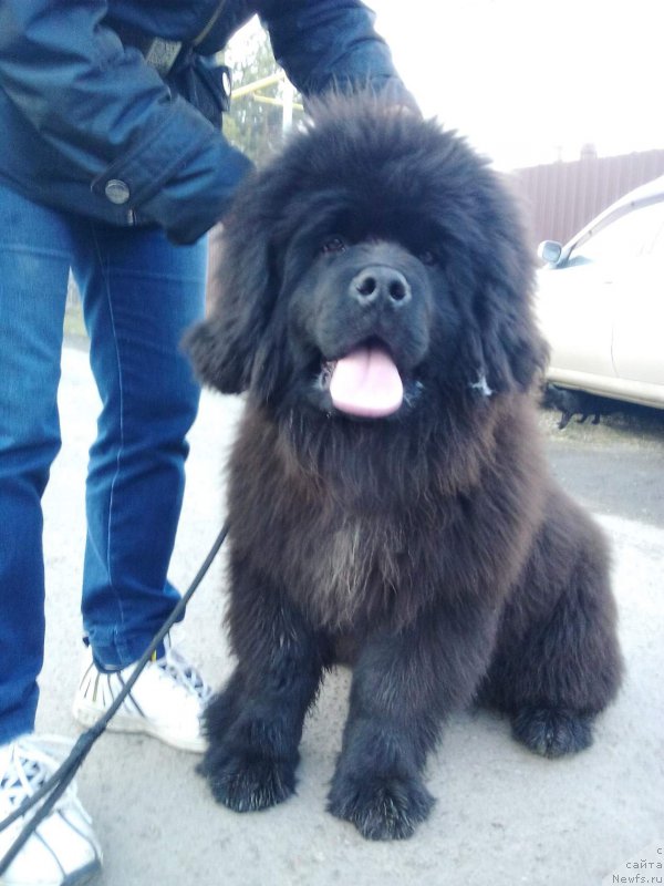 Фотография № 206259