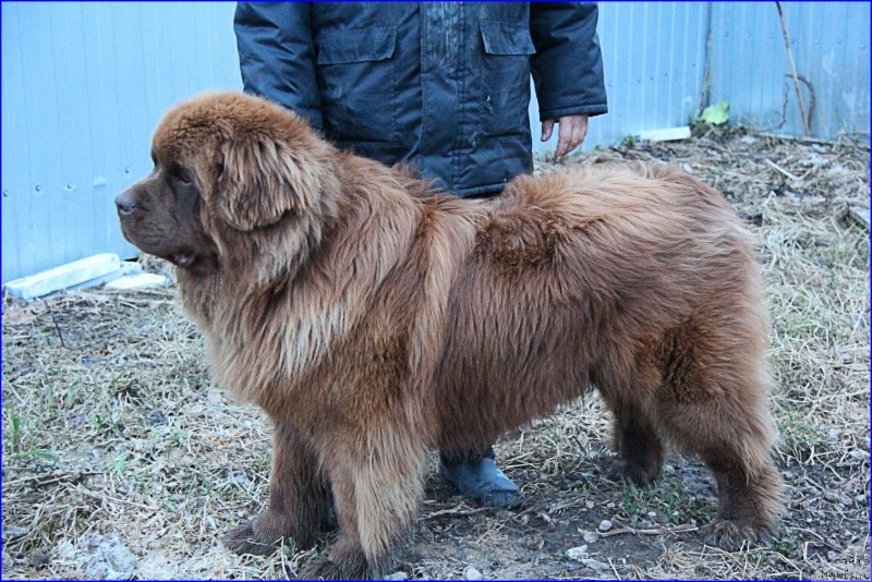 Фото: ньюфаундленд Браунблад МСК Хаким Голд Хайдар (Brownblood MSK Hakim Gold Haydar)