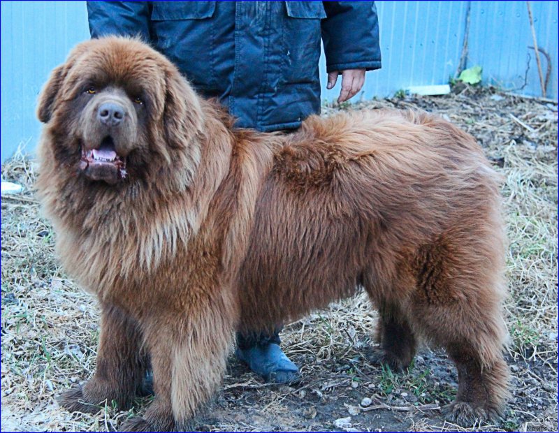Фото: ньюфаундленд Браунблад МСК Хаким Голд Хайдар (Brownblood MSK Hakim Gold Haydar)