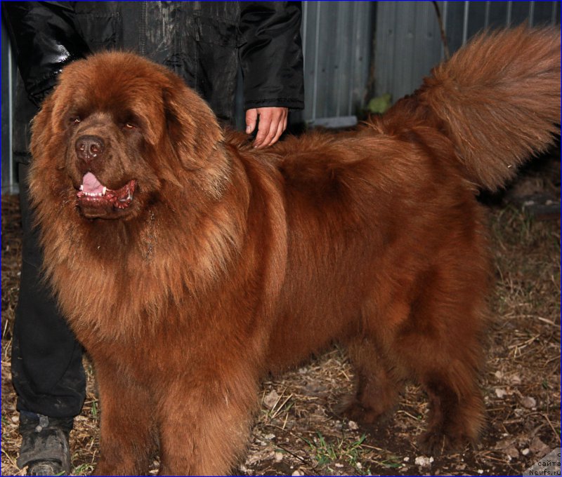 Фото: ньюфаундленд Браунблад МСК Хаким Голд Хайдар (Brownblood MSK Hakim Gold Haydar)
